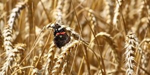 wheat intolerance wheat intolerance