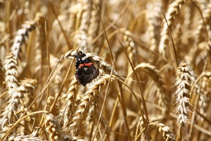 wheat intolerance wheat intolerance