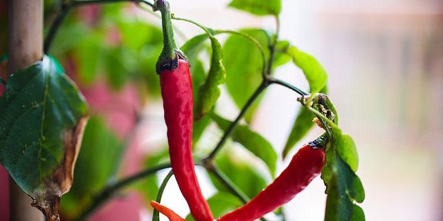 chilli fiesta westdean 2018 Chilli Fiesta West Dean