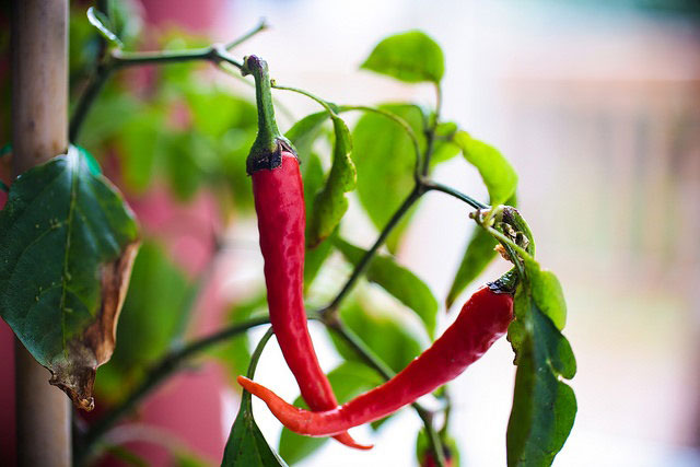 Chilli Fiesta West Dean