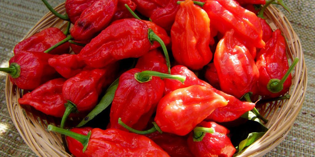 cheese and chillif estivals Cheese and Chilli Festivals