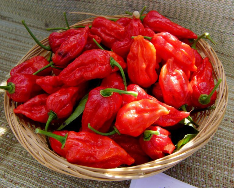 Cheese and Chilli Festivals