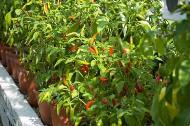 North East Chilli Festival