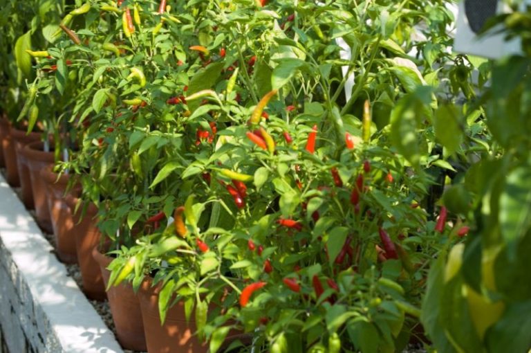 North East Chilli Festival