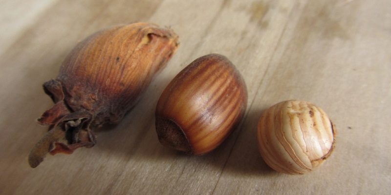 cobnutfoodfair Cobnut food fair